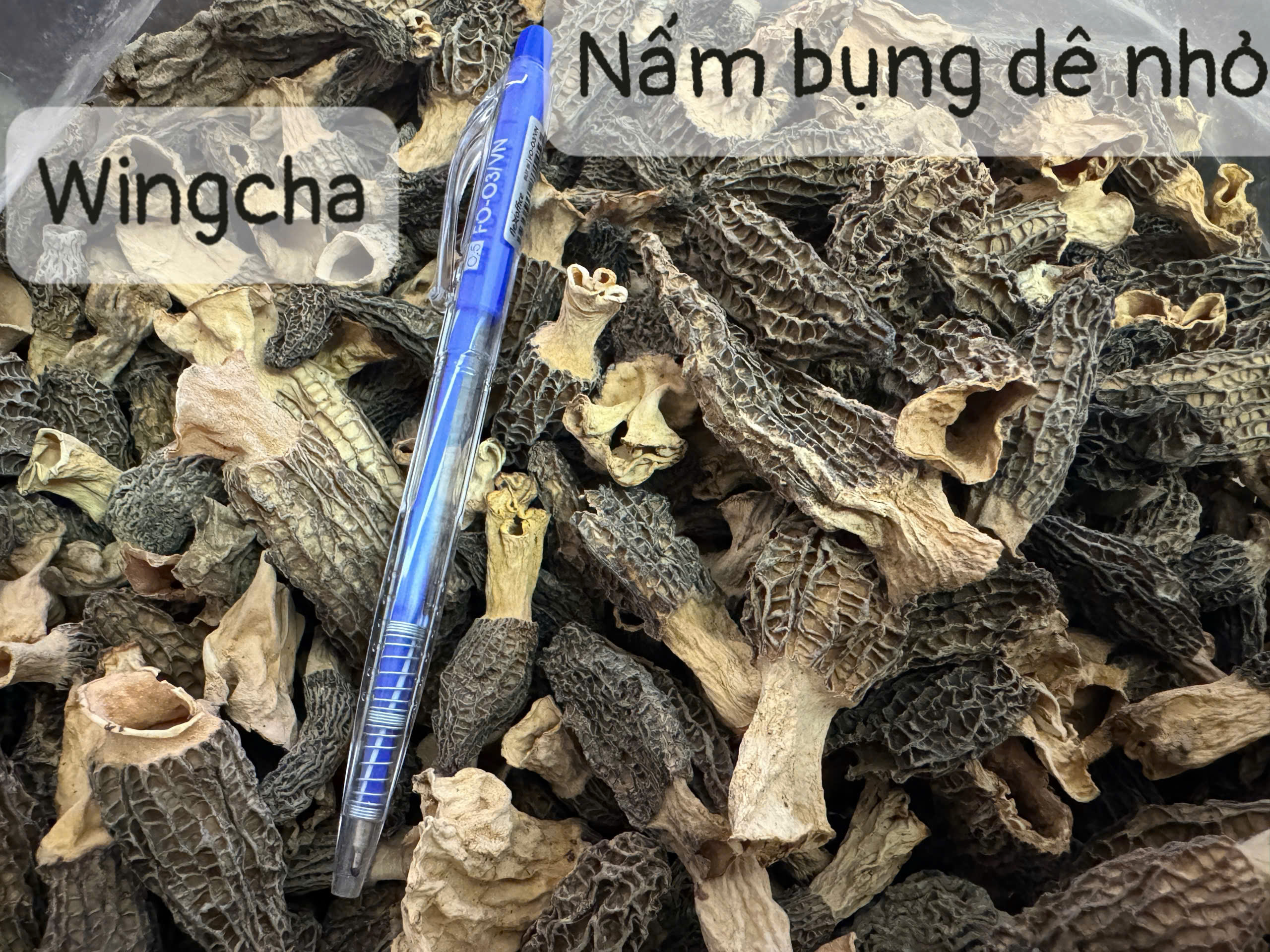 Nấm Bụng Dê